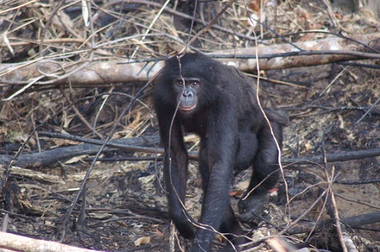 Bonobo in the field